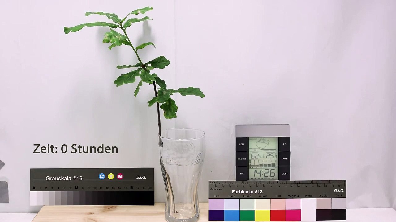 Timelapse: Oak branch loss in turgor pressure over 20 hours