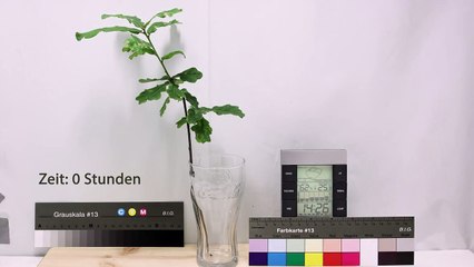 Timelapse: Oak branch loss in turgor pressure over 20 hours