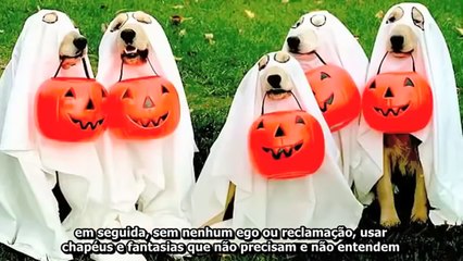 Por que Deus fez o cachorro