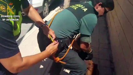 Un pitbull enfermé dans une caisse en plein cagnard en Espagne sauvé par un flic qui pète la fenêtre!!!