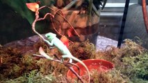 The Funniest Cutest Lizards & Reptiles Bloopers of 2016 Weekly Compilation | Kyoot Animals