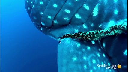 Il remarque une chose étrange sur cette baleine. Ce qu'il va faire, va lui sauver la vie !