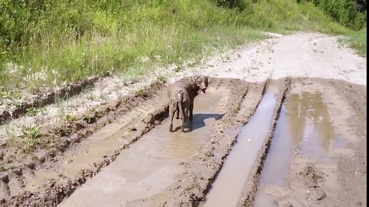 Cette femme va vite regretter d'avoir amené son labrador en promenade ! Voyez pourquoi !