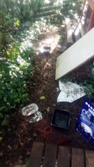 Deux chatons sont encore dans la rue avec leur maman