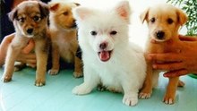 Stop Killing My Dog