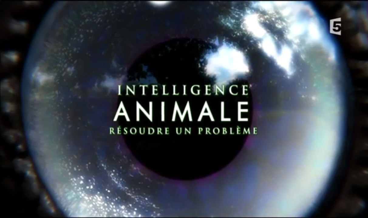 Intelligence Animale - Episode 2 - Voir Le Monde