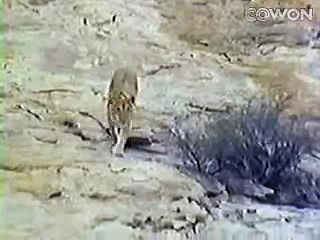 Lion Remembers Trainers After 1 Year Apart