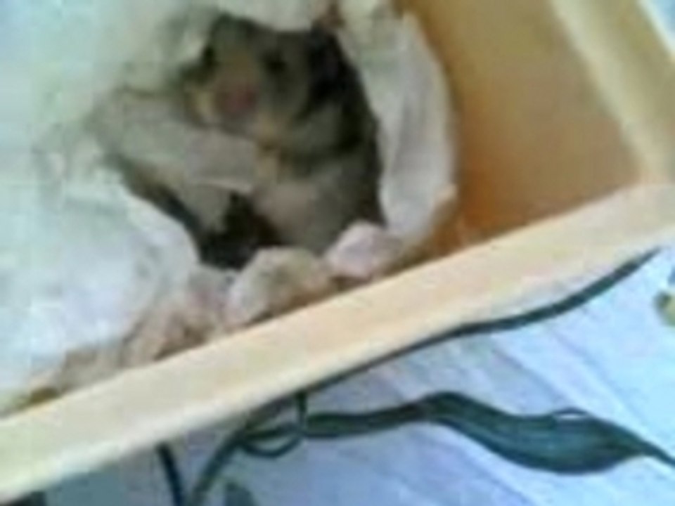 Vipy cuccioli