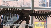 Argentine: découverte d'une nouvelle espèce de dinosaure