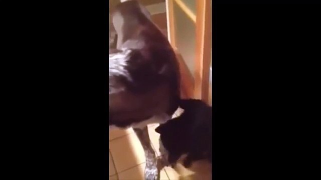 Gato reencontrando seu amigo cachorro depois de 10 dias separados