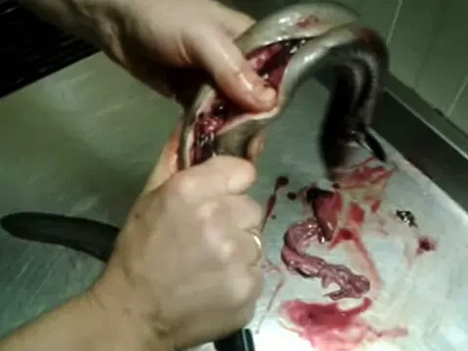 video 2013 01 08 15 30 48