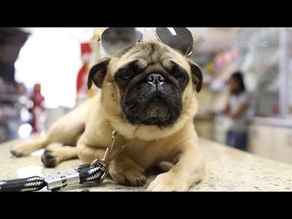 Como viajar com seu animal de estimação