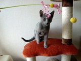 Kushuka - 4 month old Russian Blue playing . 2011-2-15