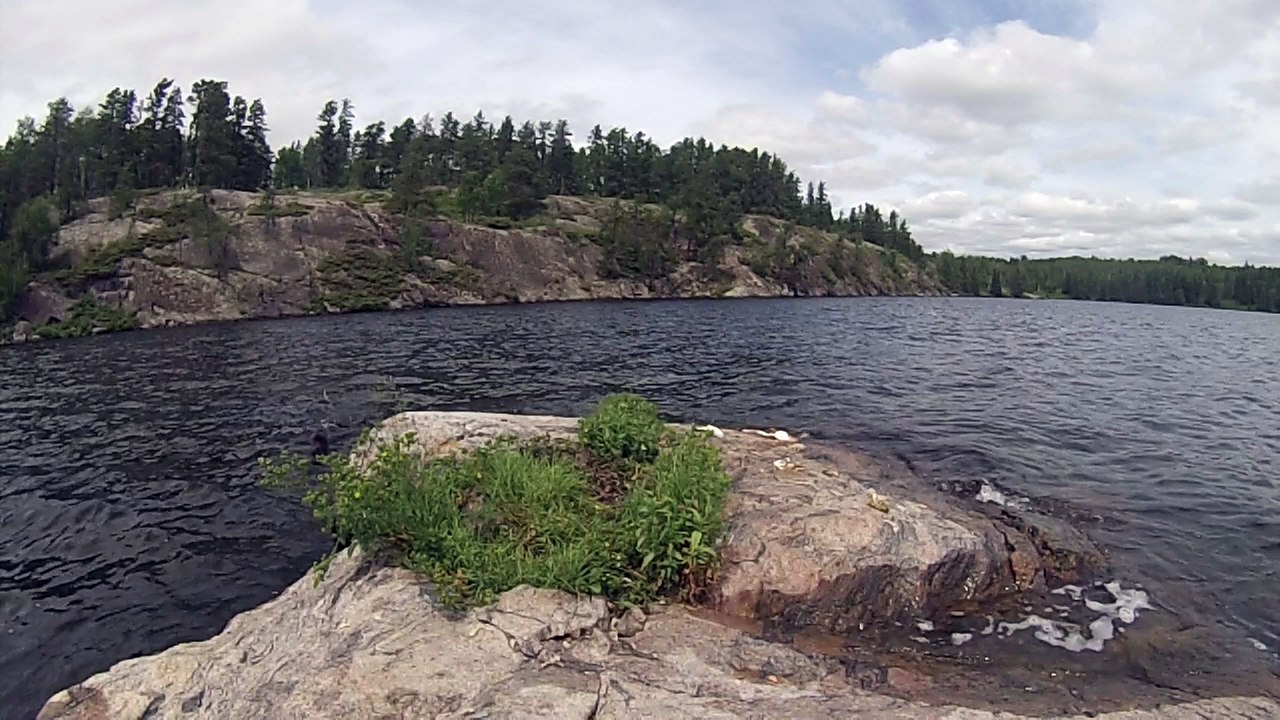 Otter Steals My Eagle Bait