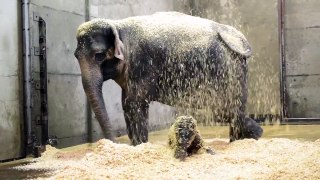 Baby elephant Lily's first year in 2 minutes