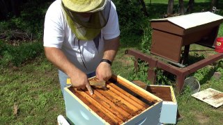 Package Hive Inspection (5-25-15)