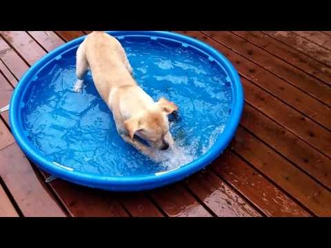 Excited Puppy Enjoys New Water Pool