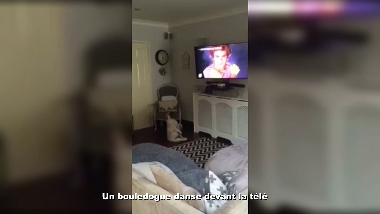 Un bouledogue danse devant la télé