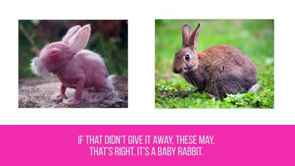 10 Cute Animals That Are Ugly Hairless