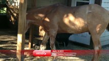 26 Year-Old Quarter Horse Gelding Avoids Euthanasia with Laser Therapy
