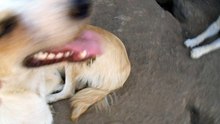 Dogs