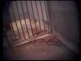 Expérimentation Animale (Chiens Beagles)