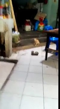 Un chat regarde une bagarre de rats
