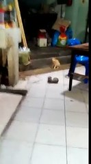 Un chat regarde une bagarre de rats