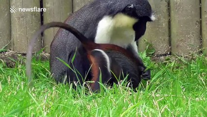 Mother has no time for bouncy baby monkey