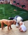 Des chiens attendent patiemment la balle que leur jette un bébé... Moment adorable