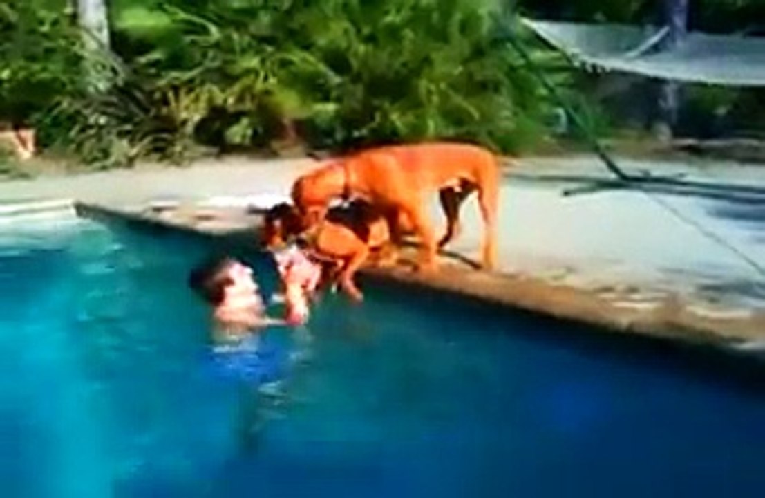 2 chiens pensent que leur maitre se noie... Regardez ce qu'ils vont faire