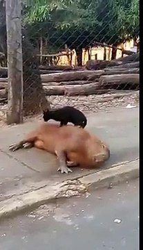 Un cochon d'inde géant et chat sont meilleurs potes