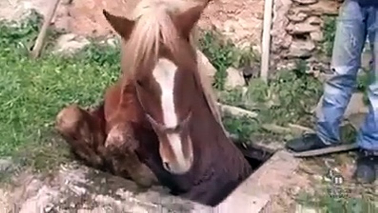 Des pompiers sauvent un cheval coincé dans un trou!