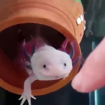 Les Pokémon existent vraiment ! Tellement adorable l'animal