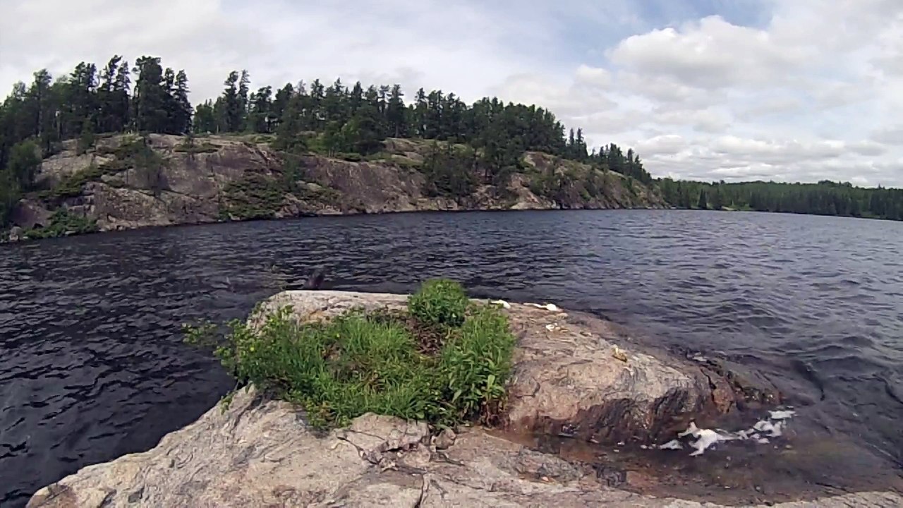 Une loutre futée vient piquer un appâts destiné à attirer des aigles
