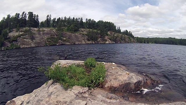 Une loutre futée vient piquer un appâts destiné à attirer des aigles