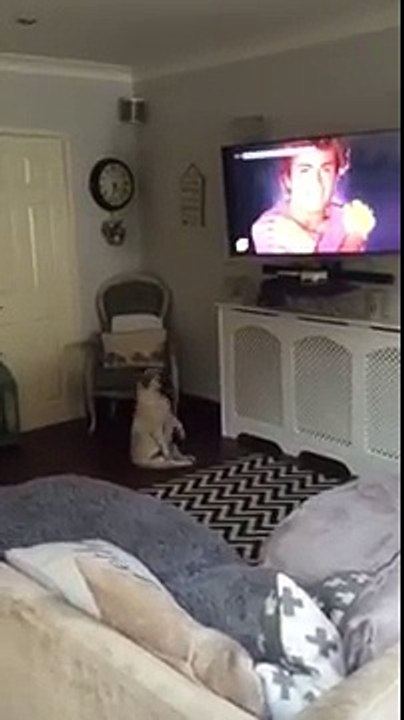 Un bouledogue danse devant la télé... Trop drôle
