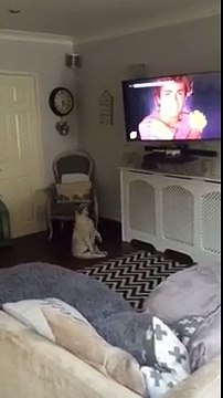 Un bouledogue danse devant la télé... Trop drôle
