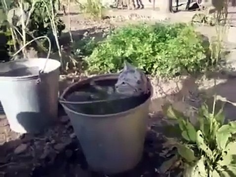 Ce chat prend un bain dans un pot de fleur