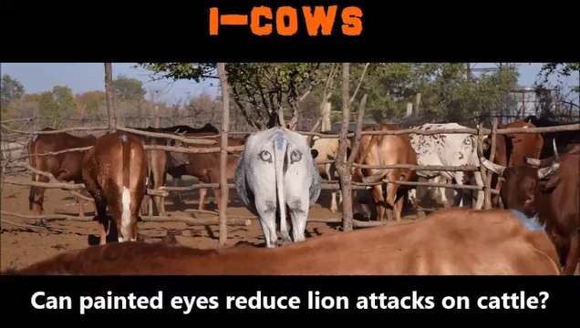 Il dessine des yeux sur les fesses de ses vaches pour éviter les attaques de lions