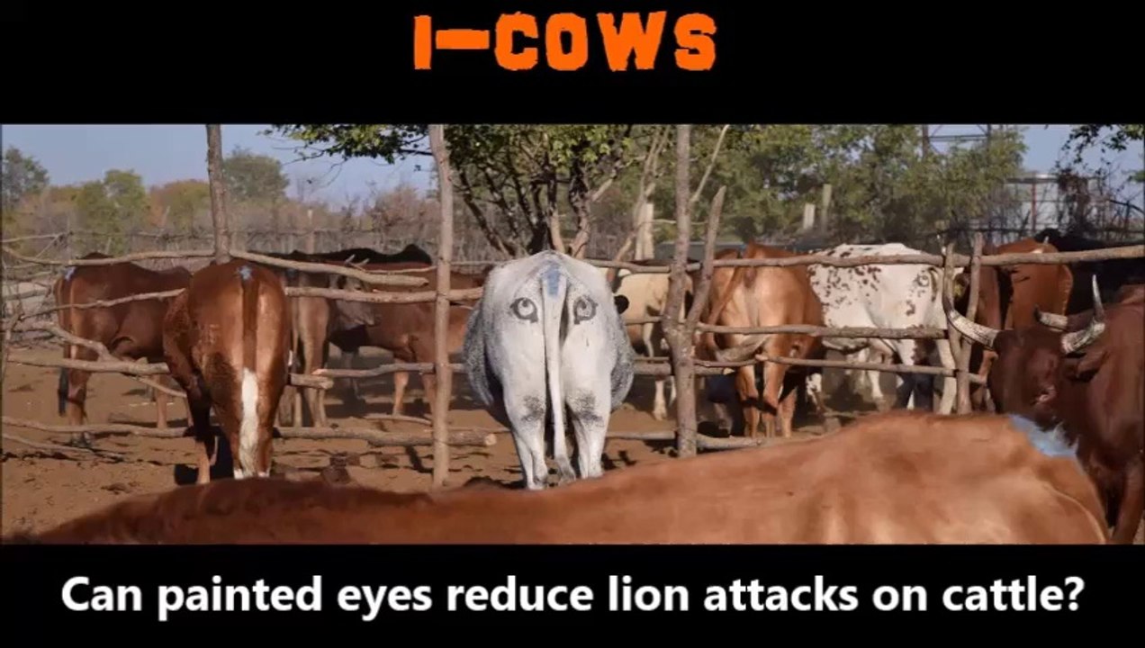 Il dessine des yeux sur les fesses de ses vaches pour éviter les attaques de lions