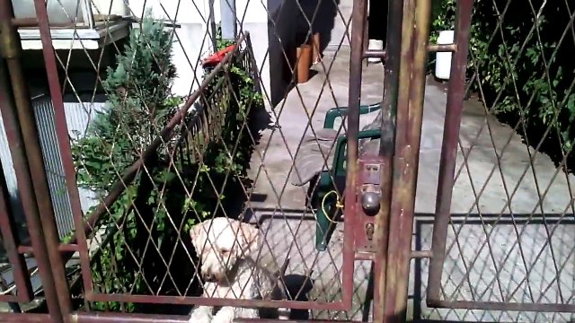 Un chien monté sur ressorts!