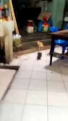 Un chat assiste à une bagarre de rats sans bouger d'un poil!