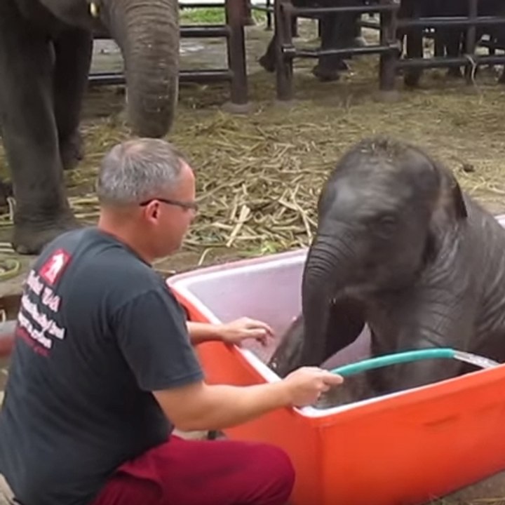 A very clumsy elephant