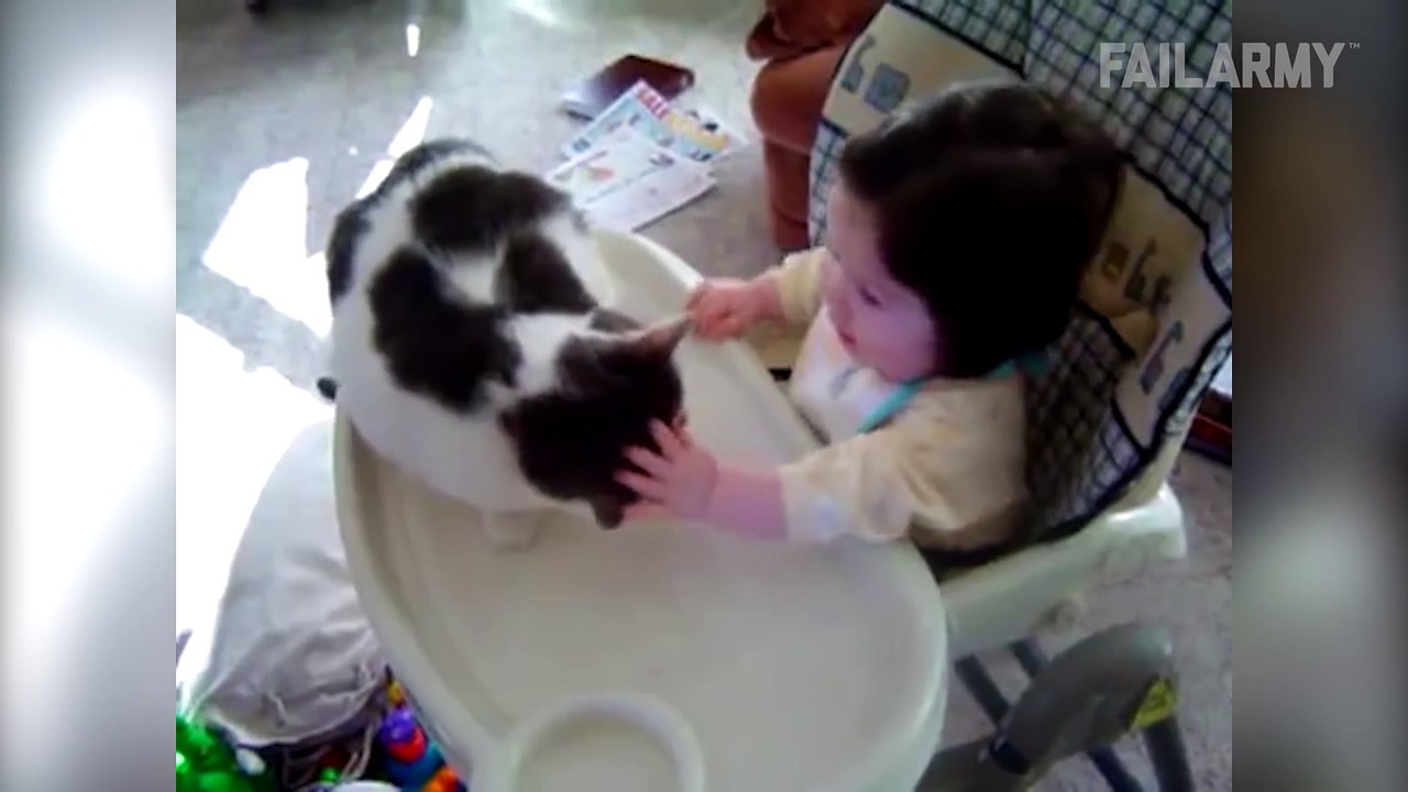 compilation de chats qui fail