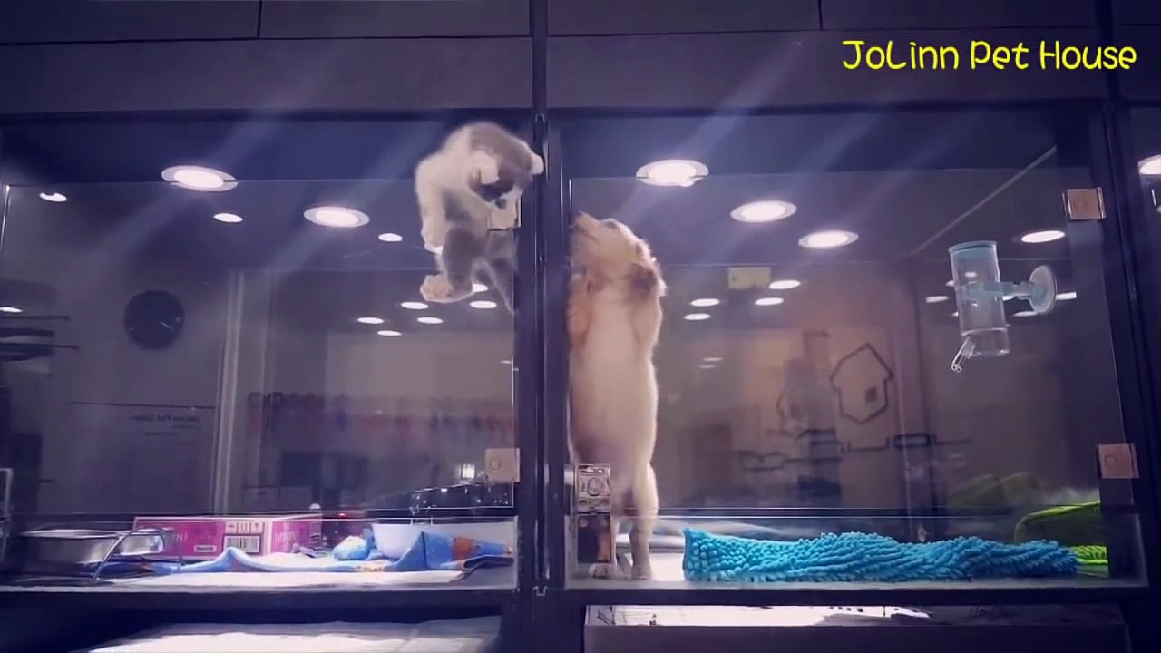 En yakın dostu için cam kafese tırmanan kedi