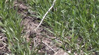 Post Emerge Grass Herbicides - Wheat #889 (Air Date 4/19/15)