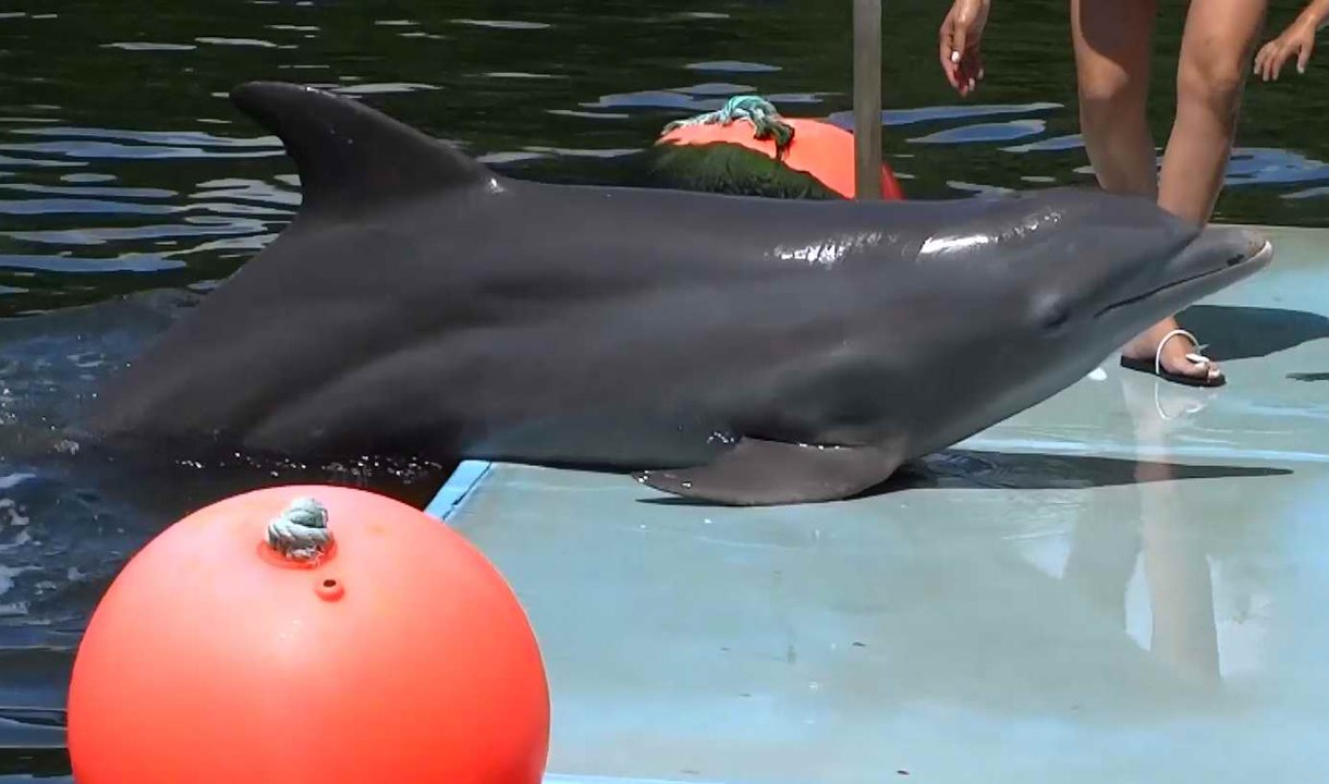 Varadero, Cuba, maj 2016 - Delfini
