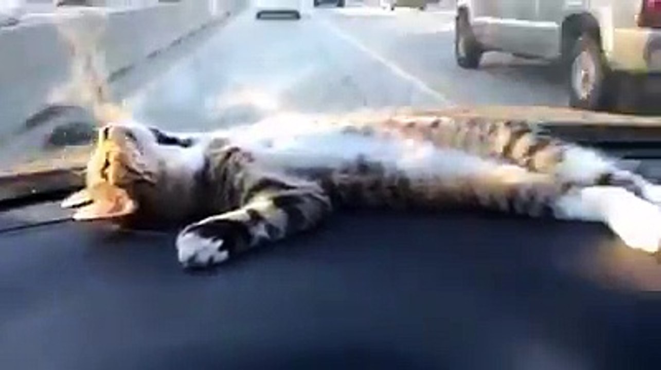 un Chat pas Comme les Autres