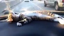 un Chat pas Comme les Autres